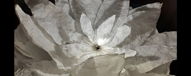 Dream flowers